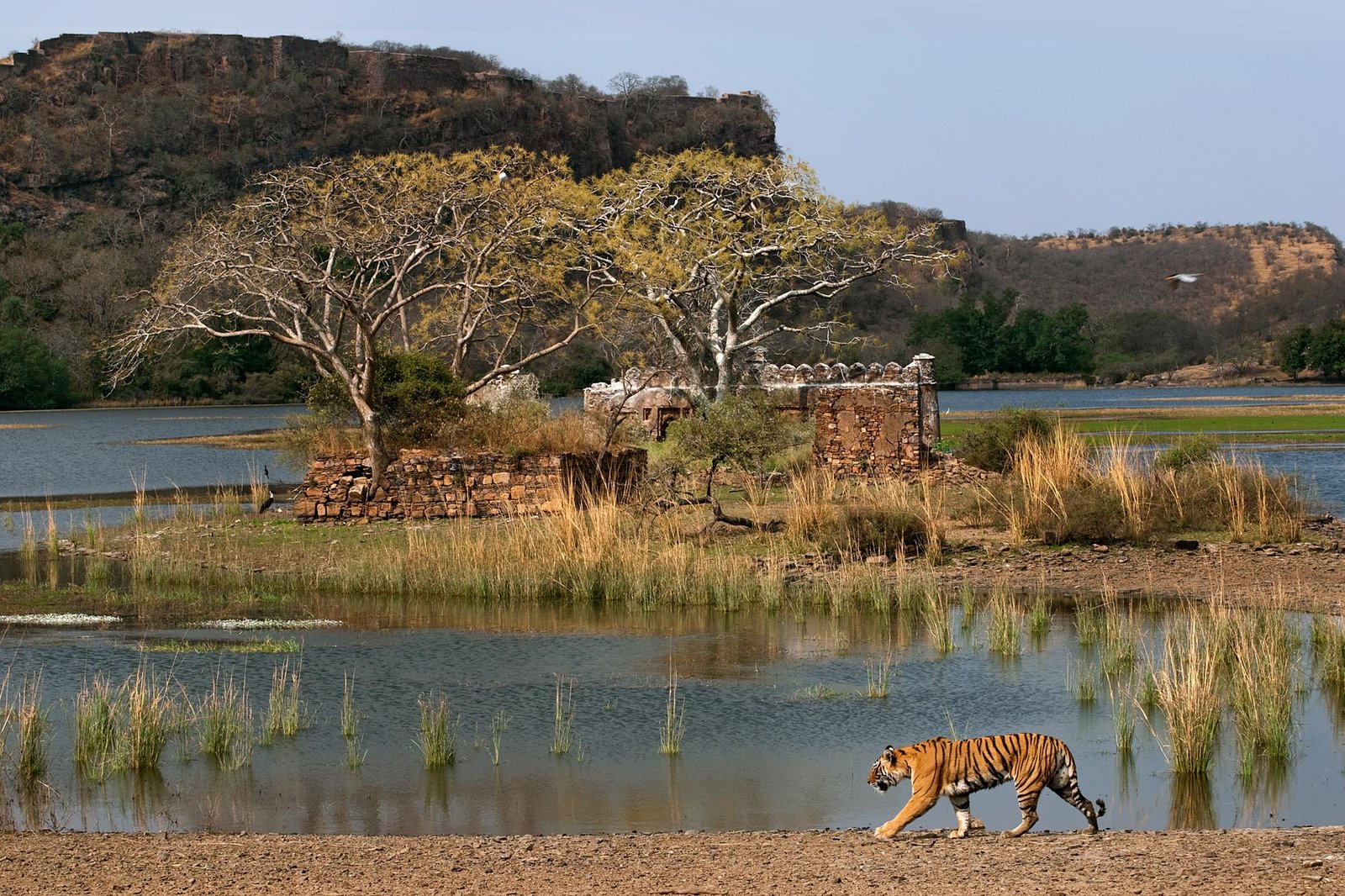 Tiger in Ranthambore National Park