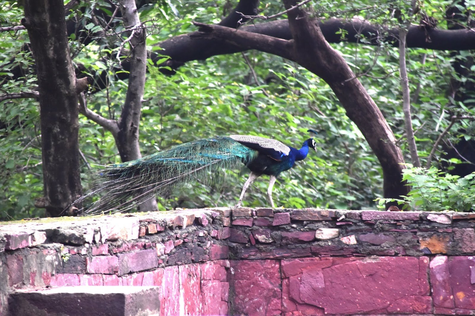 Ranthambore wildlife photography deer