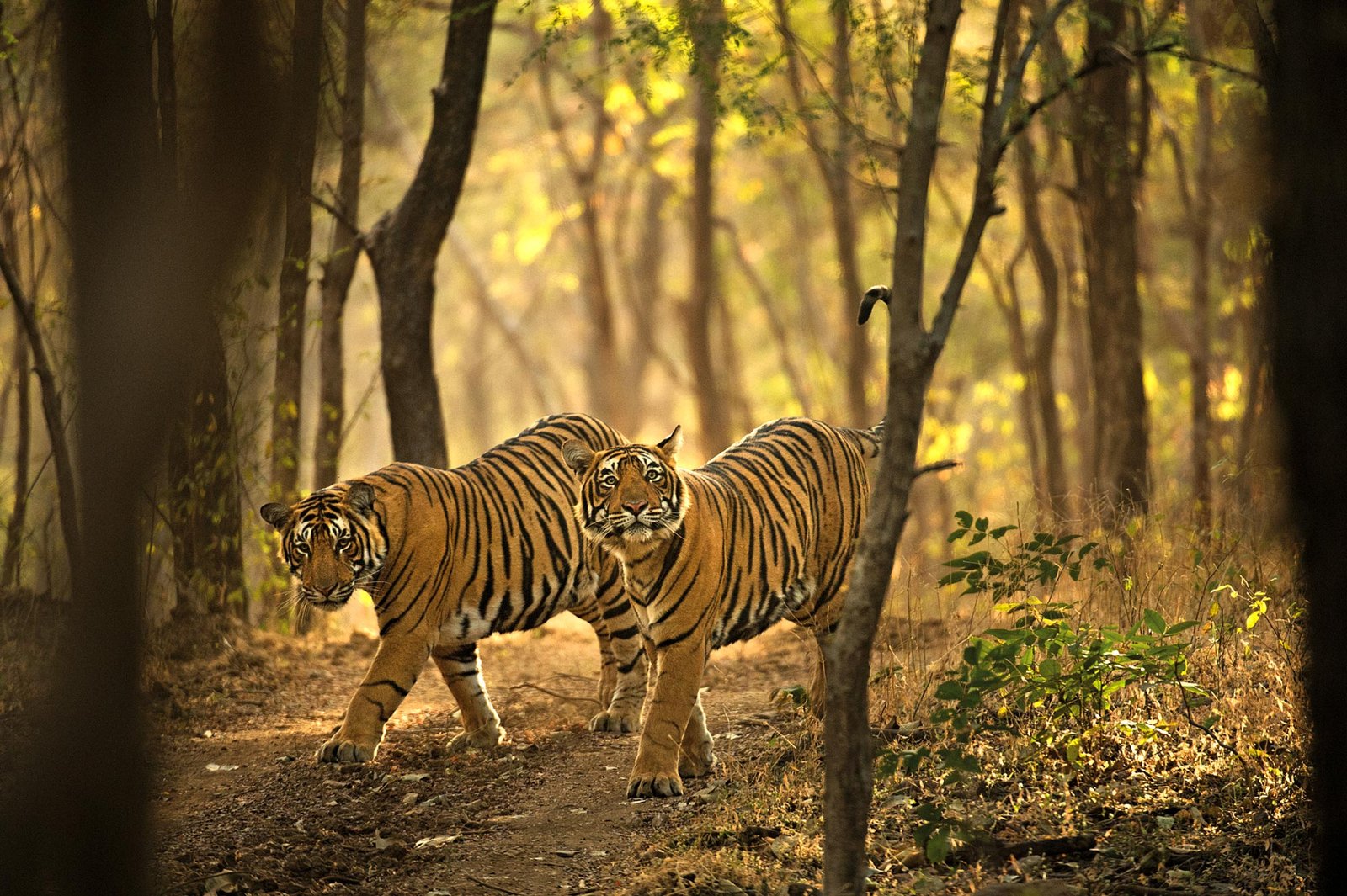 Ranthambore landscape golden hour