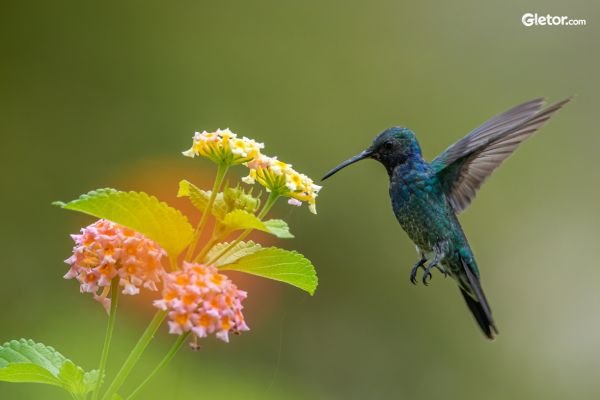 Bird Watching