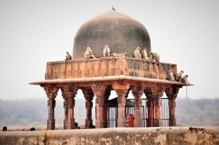 Ranthambore forest beauty