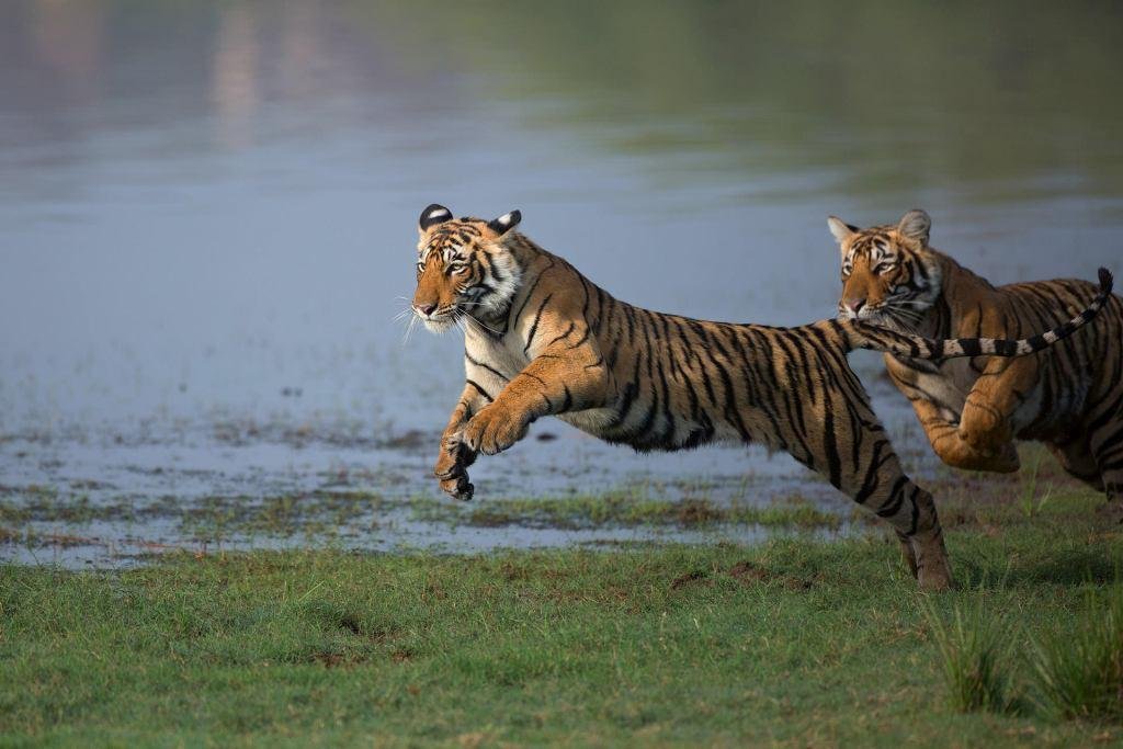 Ranthambore bird wildlife