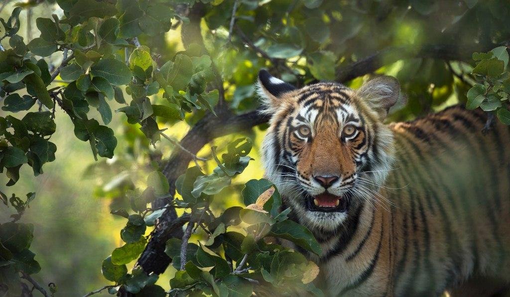 Ranthambore water body scenic lake