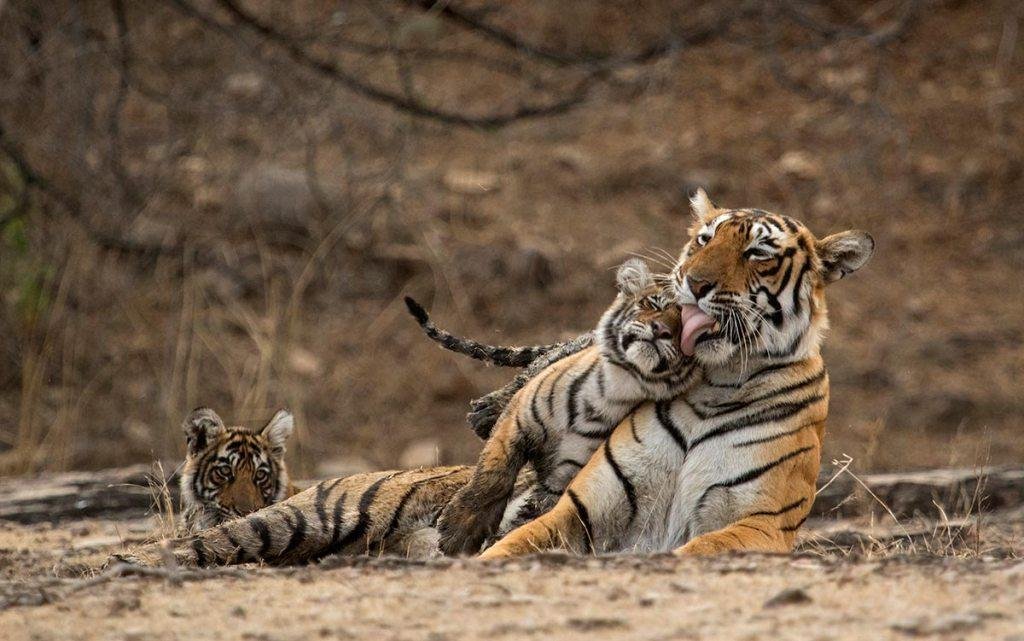Ranthambore tiger close up