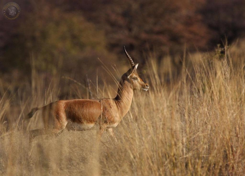 Ranthambore forest path trail