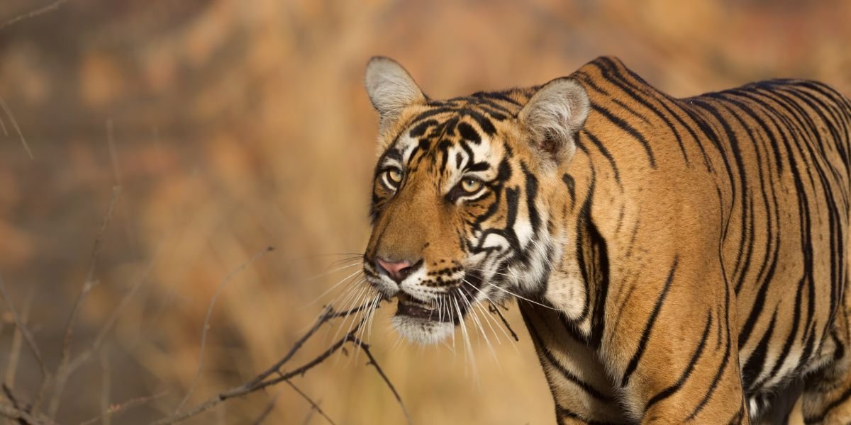 Ranthambore safari