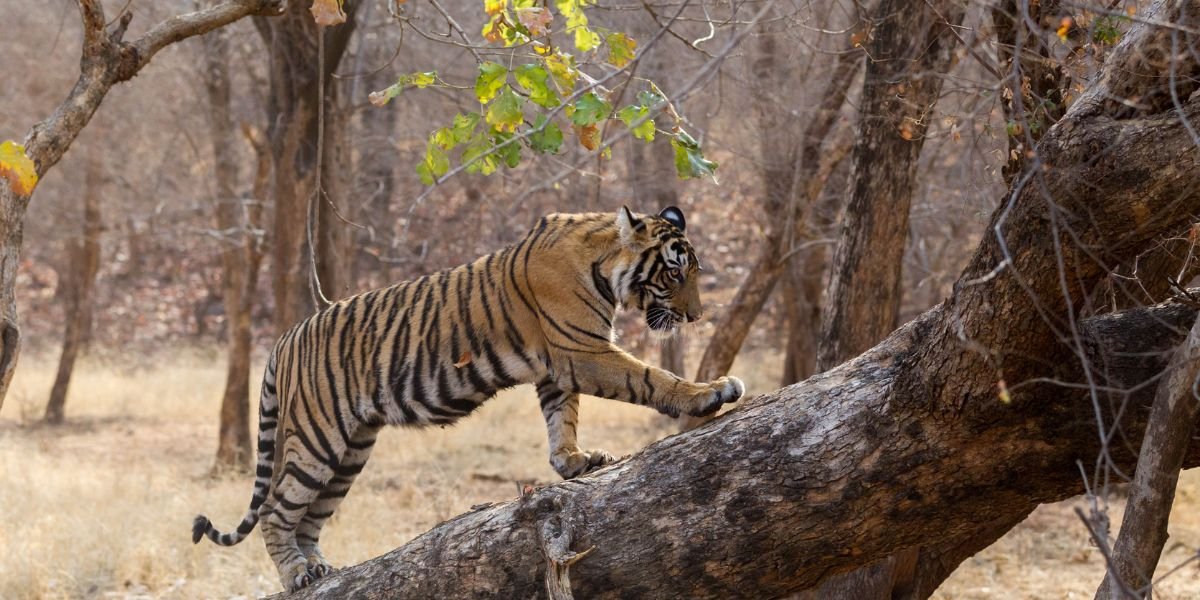 Ranthambore tiger